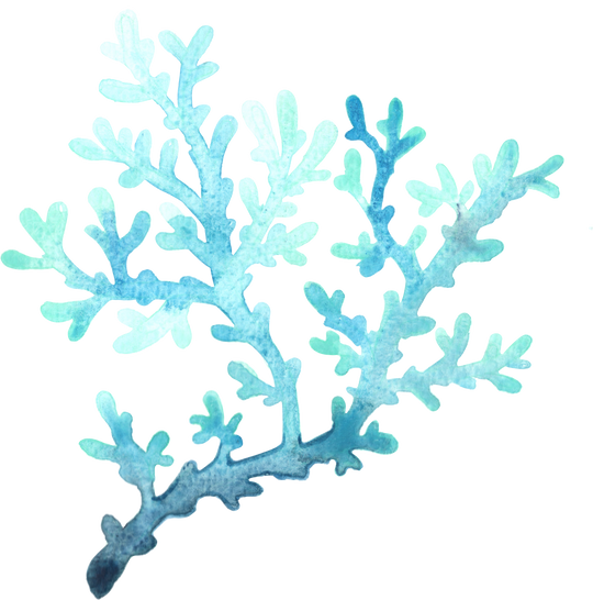 Watercolor Corals Illustration